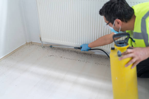 Wasp Removal Services in Panora, IA